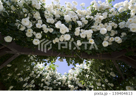 薔薇園に白色のバラの花が咲いています。このバラの名前はアイスバーグ（シュネーヴィッチェン）です。 139404613