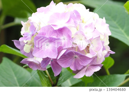 ピンク色の紫陽花 ピンク色の紫陽花 139404680