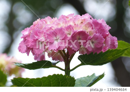 美しいピンクの紫陽花 美しいピンクの紫陽花 139404684