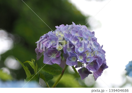 青い紫陽花 139404686