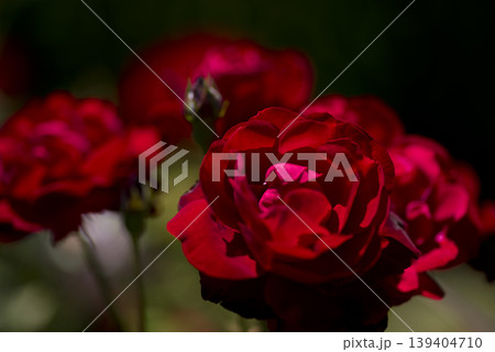 薔薇園に赤い薔薇の花が咲いています。このバラの名前はリリーマルレーンです。　 139404710
