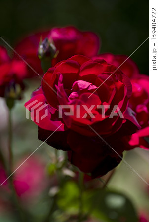 薔薇園に赤い薔薇の花が咲いています。このバラの名前はリリーマルレーンです。　 139404722