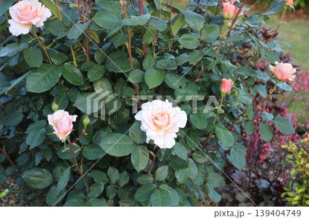 バラの花 31 139404749