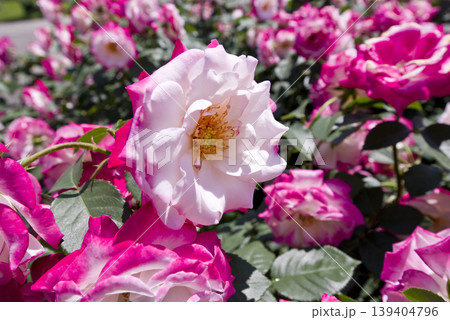 薔薇園にピンク色と白色の薔薇の花が咲いています。このバラの名前はディスティニィ(Destiny)です 薔薇園にピンク色と白色の薔薇の花が咲いています。このバラの名前はディスティニィ(Destiny)です 139404796