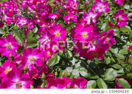 薔薇園にピンク色と白色の薔薇の花が咲いています。このバラの名前はロージーカーペットです。 139404839