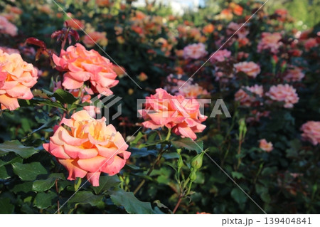 バラの花 52 バラの花 52 139404841