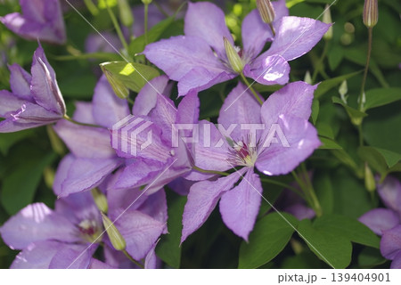 紫色のクレマチスの花が咲いています。品種名はマーガレットハンドです。 139404901