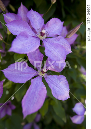 紫色のクレマチスの花が咲いています。品種名はマーガレットハンドです。 紫色のクレマチスの花が咲いています。品種名はマーガレットハンドです。 139404902