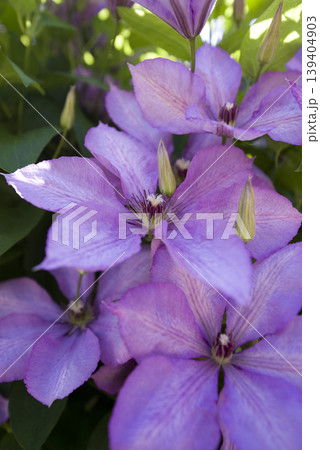 紫色のクレマチスの花が咲いています。品種名はマーガレットハンドです。 139404903