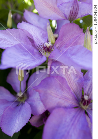 紫色のクレマチスの花が咲いています。品種名はマーガレットハンドです。 紫色のクレマチスの花が咲いています。品種名はマーガレットハンドです。 139404904