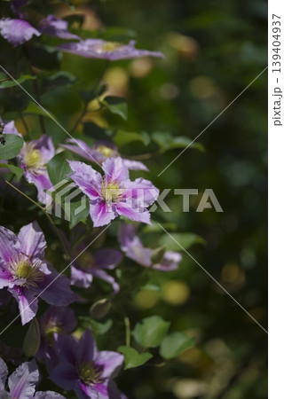 ピンク色のクレマチスの花が咲いています。品種名はピールです。 139404937