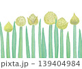 水彩風の列んだねぎぼうず 139404984