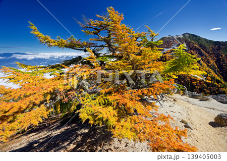 南アルプス・鳳凰三山・赤抜沢ノ頭稜線から見る紅葉の観音岳 139405003