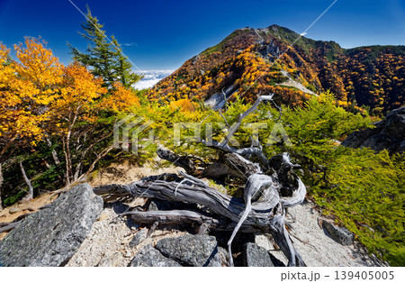 南アルプス・鳳凰三山・赤抜沢ノ頭稜線から見る紅葉の観音岳 139405005