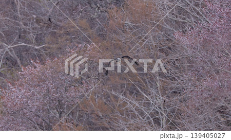 桜　ミサゴ　風景 139405027