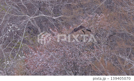 桜　ミサゴ　風景 139405070