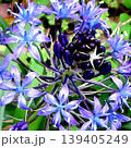 自宅に咲く花達 自宅に咲く花達 139405249