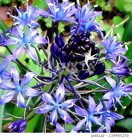 自宅に咲く花達 自宅に咲く花達 139405250