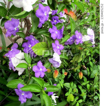 自宅に咲く花達 自宅に咲く花達 139405252