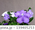 自宅に咲く花達 自宅に咲く花達 139405253