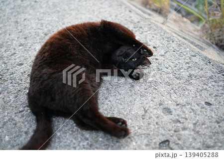 堤防で遊ぶ黒猫 139405288