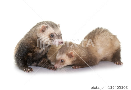ferrets in studio ferrets in studio 139405308