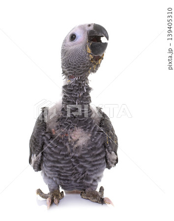 baby gray parrot 139405310