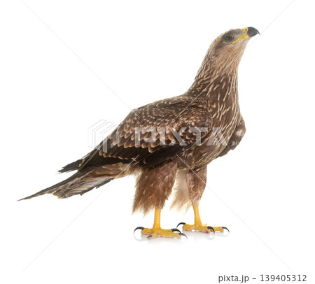 Common buzzard in studio Common buzzard in studio 139405312
