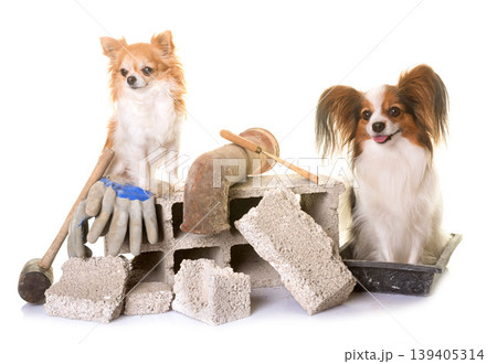 puppy pappillon dog, chihuahua and masonry 139405314