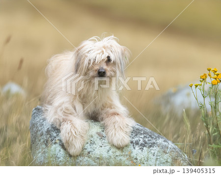 Pyrenean Sheepdog in nature 139405315
