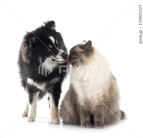siberian cat and pomsky in studio siberian cat and pomsky in studio 139405327