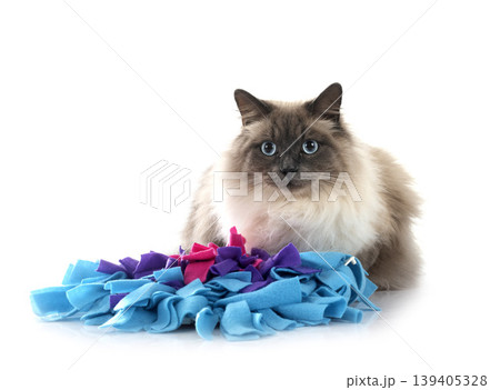 siberian cat in studio 139405328