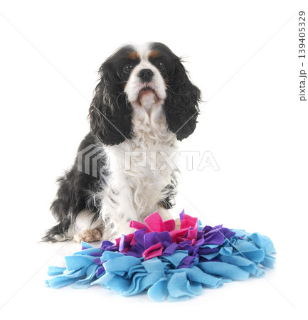 cavalier king charles cavalier king charles 139405329