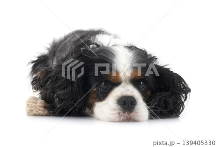 cavalier king charles 139405330