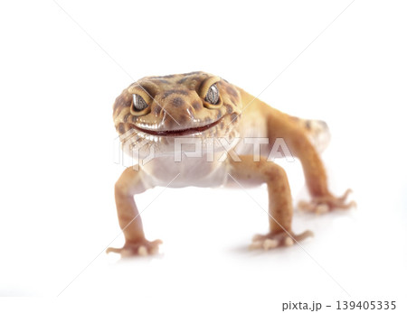Leopard gecko in studio Leopard gecko in studio 139405335