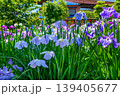 江戸花菖蒲「夏姿」（東京都葛飾区堀切菖蒲園） 139405677