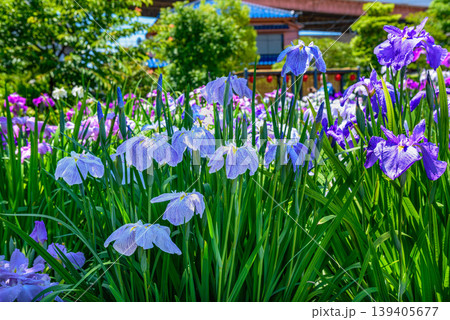 江戸花菖蒲「夏姿」（東京都葛飾区堀切菖蒲園） 139405677
