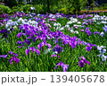 江戸花菖蒲「葵上」（東京都葛飾区堀切菖蒲園） 139405678