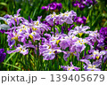 江戸花菖蒲「ピンクフロスト」（東京都葛飾区堀切菖蒲園） 139405679