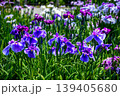 江戸花菖蒲「大江戸」（東京都葛飾区堀切菖蒲園） 139405680