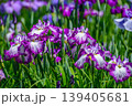 江戸花菖蒲「妹背川」（東京都葛飾区堀切菖蒲園） 139405681
