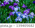 江戸花菖蒲「時雨西行」（東京都葛飾区堀切菖蒲園） 139405682