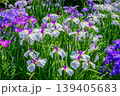 江戸花菖蒲「日月」（東京都葛飾区堀切菖蒲園） 139405683