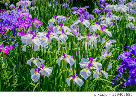 江戸花菖蒲「日月」（東京都葛飾区堀切菖蒲園） 139405683