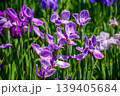 江戸花菖蒲「筑羽根」（東京都葛飾区堀切菖蒲園） 139405684
