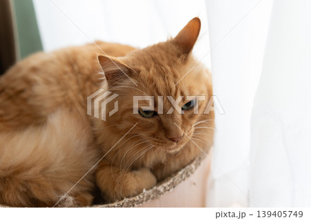 窓辺でくつろぐ可愛い猫　茶トラ猫 139405749