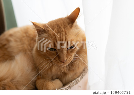 窓辺でくつろぐ可愛い猫　茶トラ猫 139405751