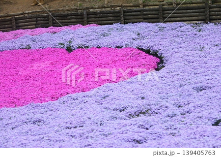 芝桜のある公園 芝桜のある公園 139405763