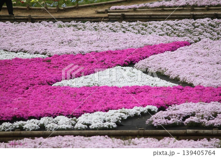芝桜のある公園 芝桜のある公園 139405764