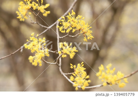 サンシュユの花 サンシュユの花 139405779